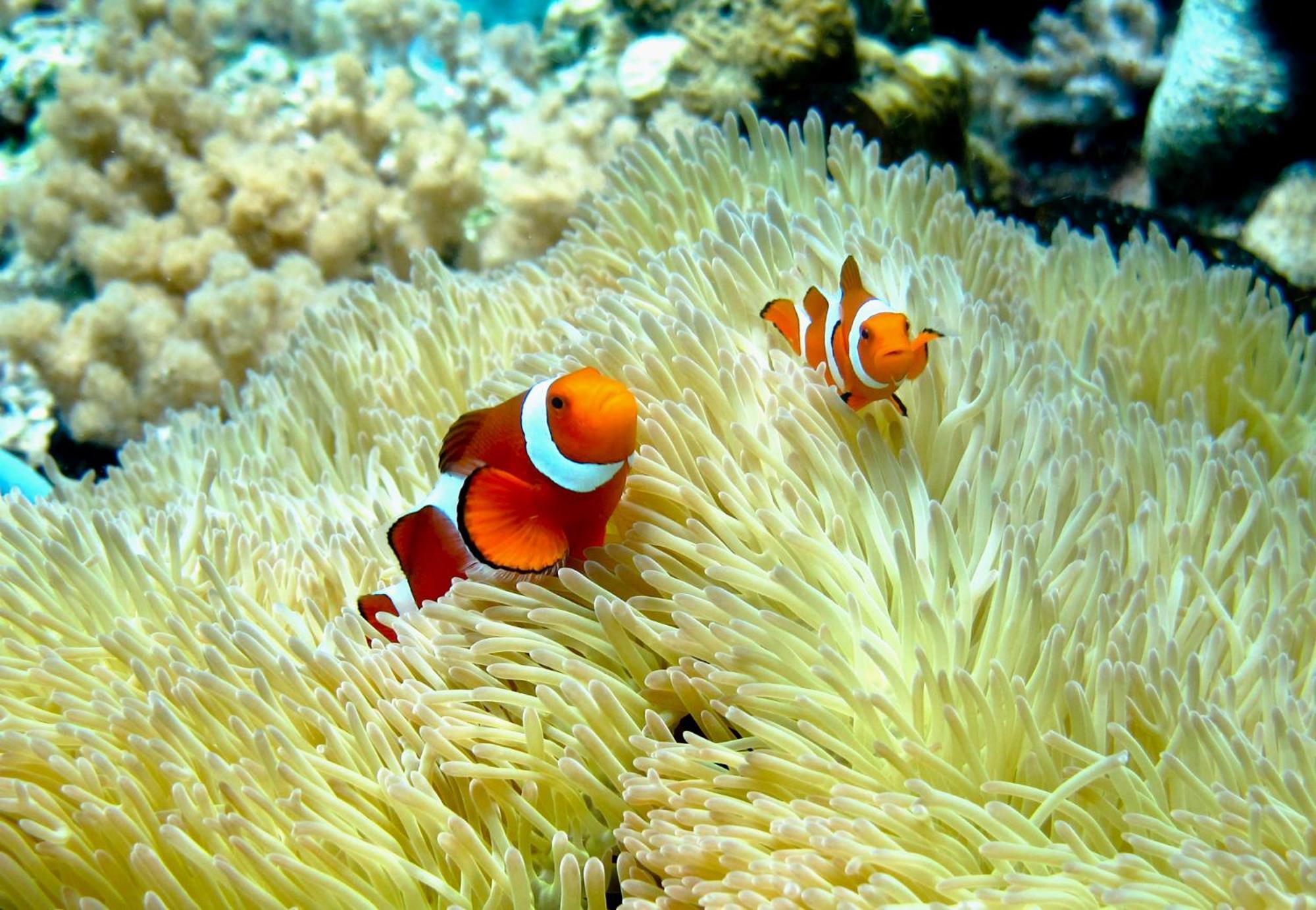 Bolilanga Island Resort - Togean Island Angkayo Exteriér fotografie